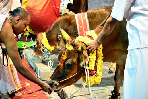 gau pooja